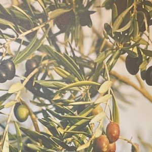 Olive Plant Pic Behind Fustis